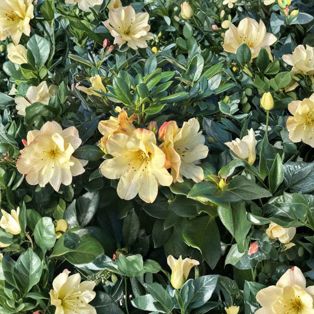 Rhododendron ‘Nancy Evans’ Live Evergreen Shrub | Yellow Blooming Compact Hardy Plant | Container Grown Garden Flower