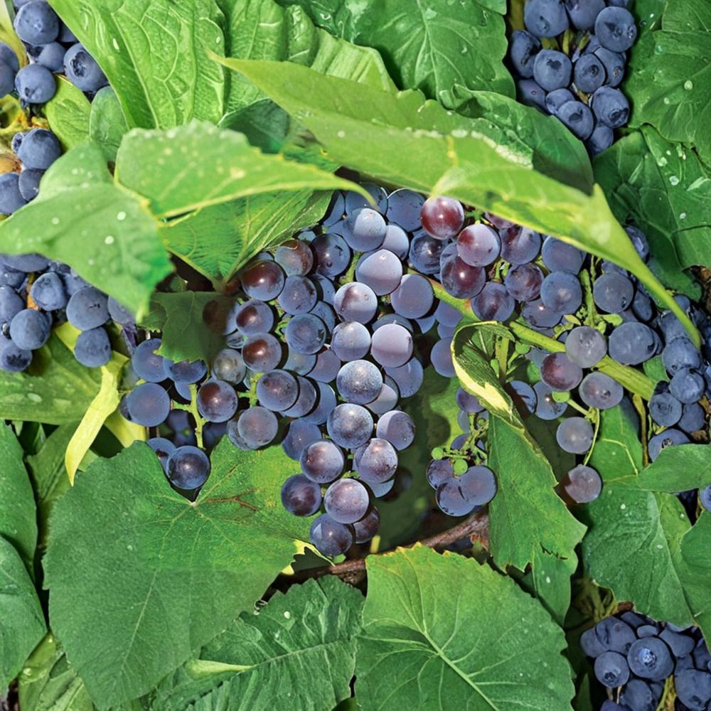 Seedless Concord Grape Plant – Vitis labrusca Live Vine in Nursery Pot | Sweet, Seedless Concord-Style Grapes for Backyard Vineyard & Patio