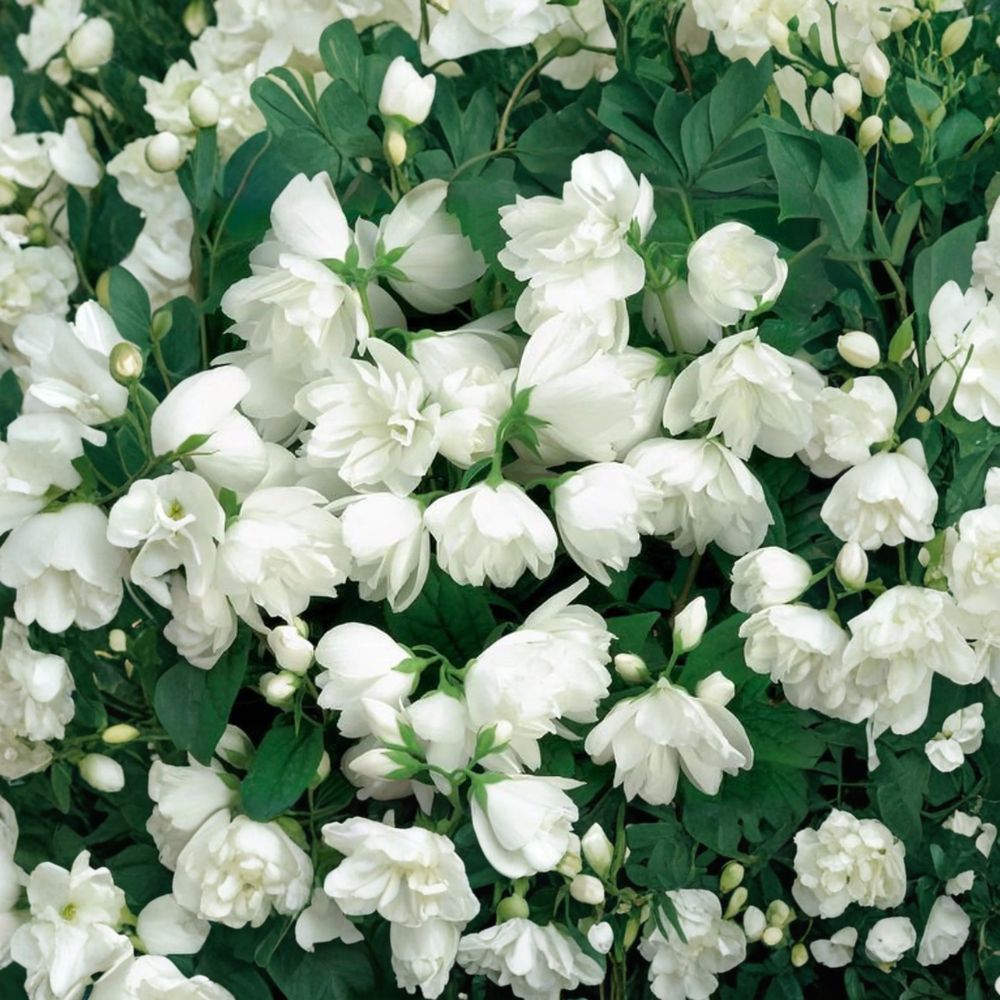 Snowbelle Mockorange Live Shrub 4-Inch Pot Fragrant Double White Blooms Philadelphus virginalis