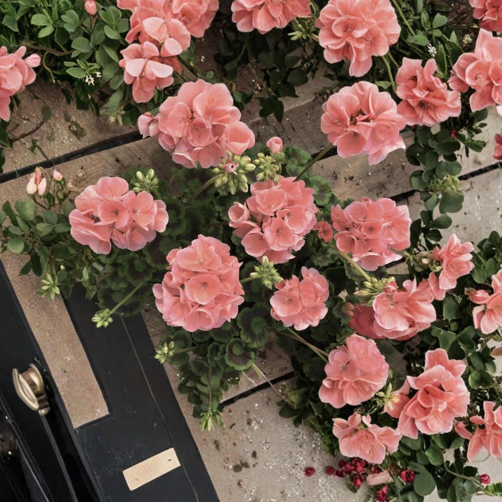 Coral Zonal Geranium Cuttings – Pelargonium | 10 Live Stem Cuttings | Bright Coral Pink Blooms | Easy to Root Patio & Container Plant
