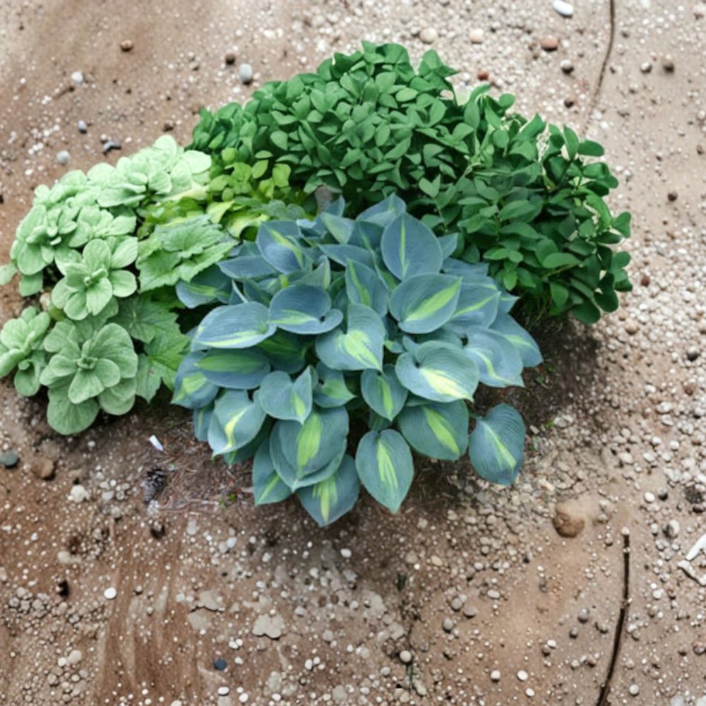 Touch of Class Hosta – Live Bare Root Shade Perennial – Blue Variegated Foliage – Slug Resistant – 4 Inch Starter Plant