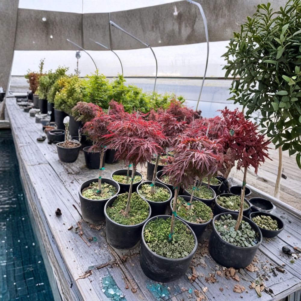 Acer palmatum dissectum ‘Red Dragon’ Weeping Japanese Maple Tree – Laceleaf Ornamental Tree in #3 Container, 20–30" Tall