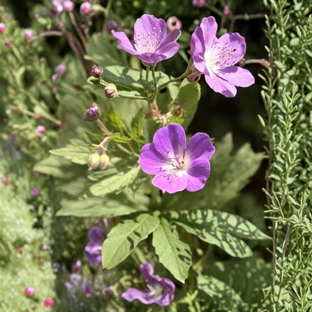 Wild Geranium Bare Roots – 2 Native Geranium maculatum Plants | Hardy Woodland Wildflower | Pollinator Friendly Shade Garden Perennial