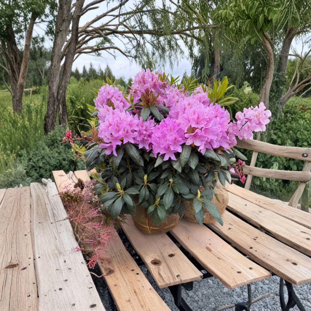 Rhododendron ‘English Roseum’ Live Evergreen Shrub, Purple Blooms, Cold Hardy, Fast Growing, Field Grown, Garden Plant