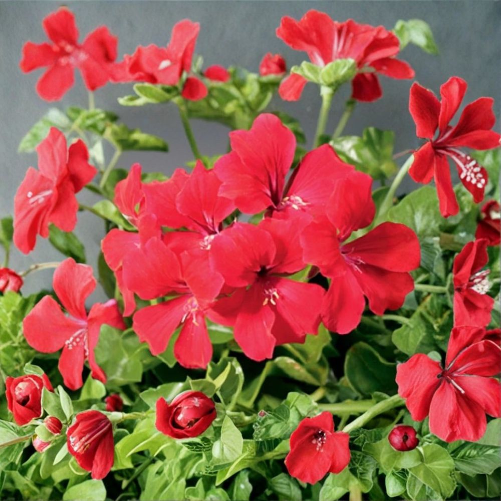 Tornado Red Geranium Seeds – Trailing Ivy Pelargonium for Hanging Baskets, Heat Tolerant, Easy to Grow, 15 Seeds