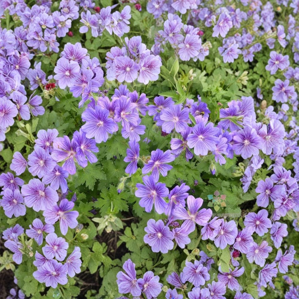 Purple Cranesbill Geranium Seeds – Hardy Perennial Flower with Vibrant Purple Blooms – Geranium x magnificum – 25+ Seeds Included
