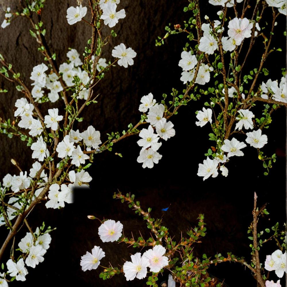 Monsonia vanderietiae Seeds – Rare Succulent Geranium Relative, Exotic Caudiciform Plant, Collector’s Species, 5 Seeds