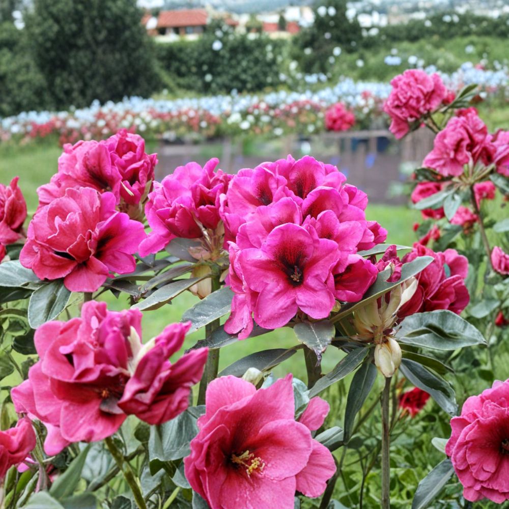Rhododendron ‘Midnight’ Live Evergreen Shrub – Deep Pink Blooms with Dark Center, Hardy Landscape Plant, Container Grown