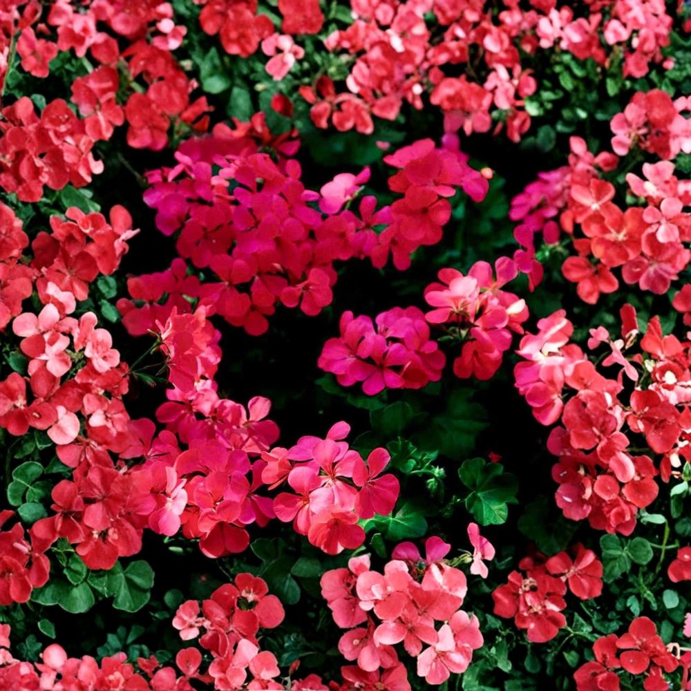 Fuchsia Ivy Leaf Geranium Seeds – Pelargonium x Peltatum Trailing Hanging Basket Flowers – Scarlet Blooms, Hummingbird Friendly, Summer Showers
