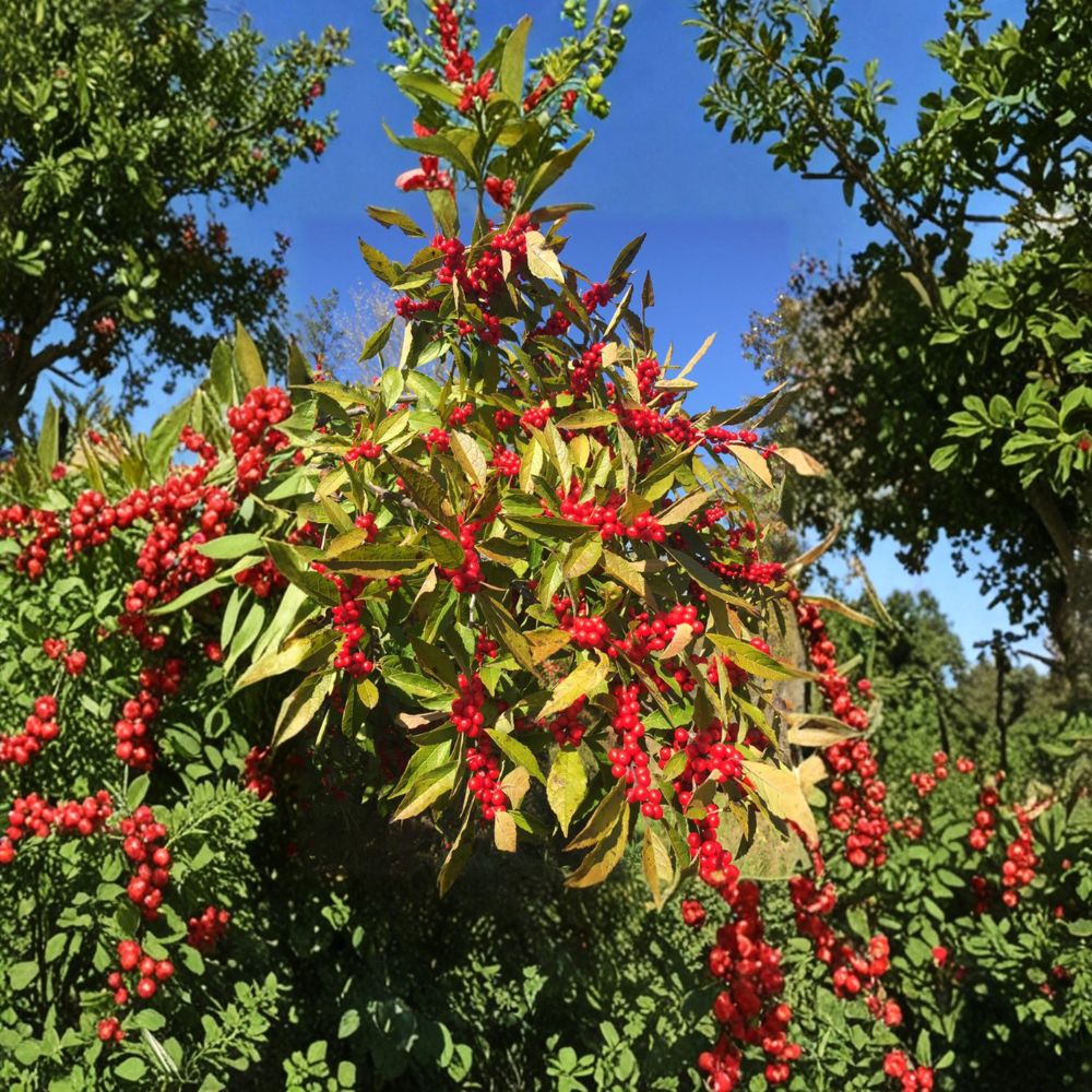 Winter Red Winterberry Holly Live Female Shrub 4-Inch Pot Ilex verticillata Red Berries Winter Landscape Plant