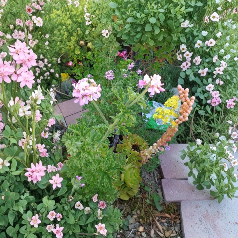 Attar of Roses Geranium Cuttings – Pelargonium capitatum, Lavender Pink Scented, 4 Live 6-Inch Herb Garden Plants