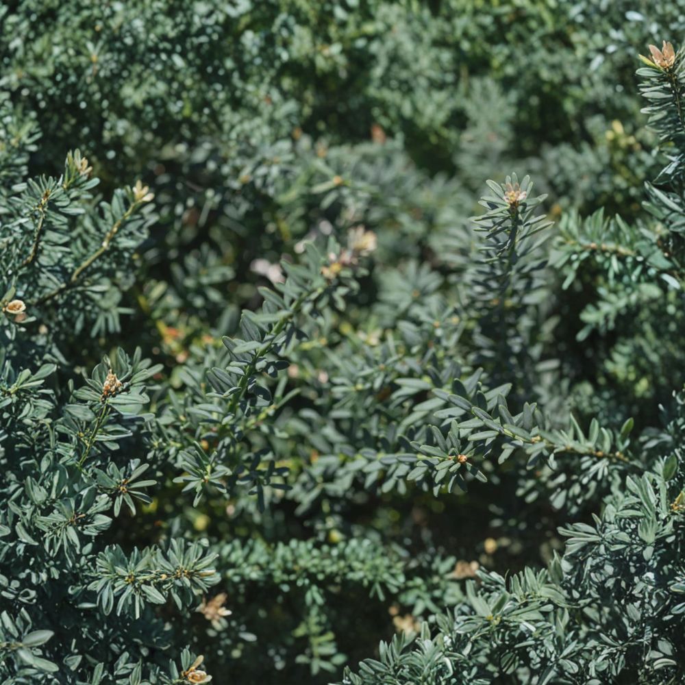 Podocarpus alpinus ‘Blue Gem’ Live Evergreen Shrub, Blue Foliage, Compact Groundcover, Container Grown, Plum Yew, Ornamental Conifer
