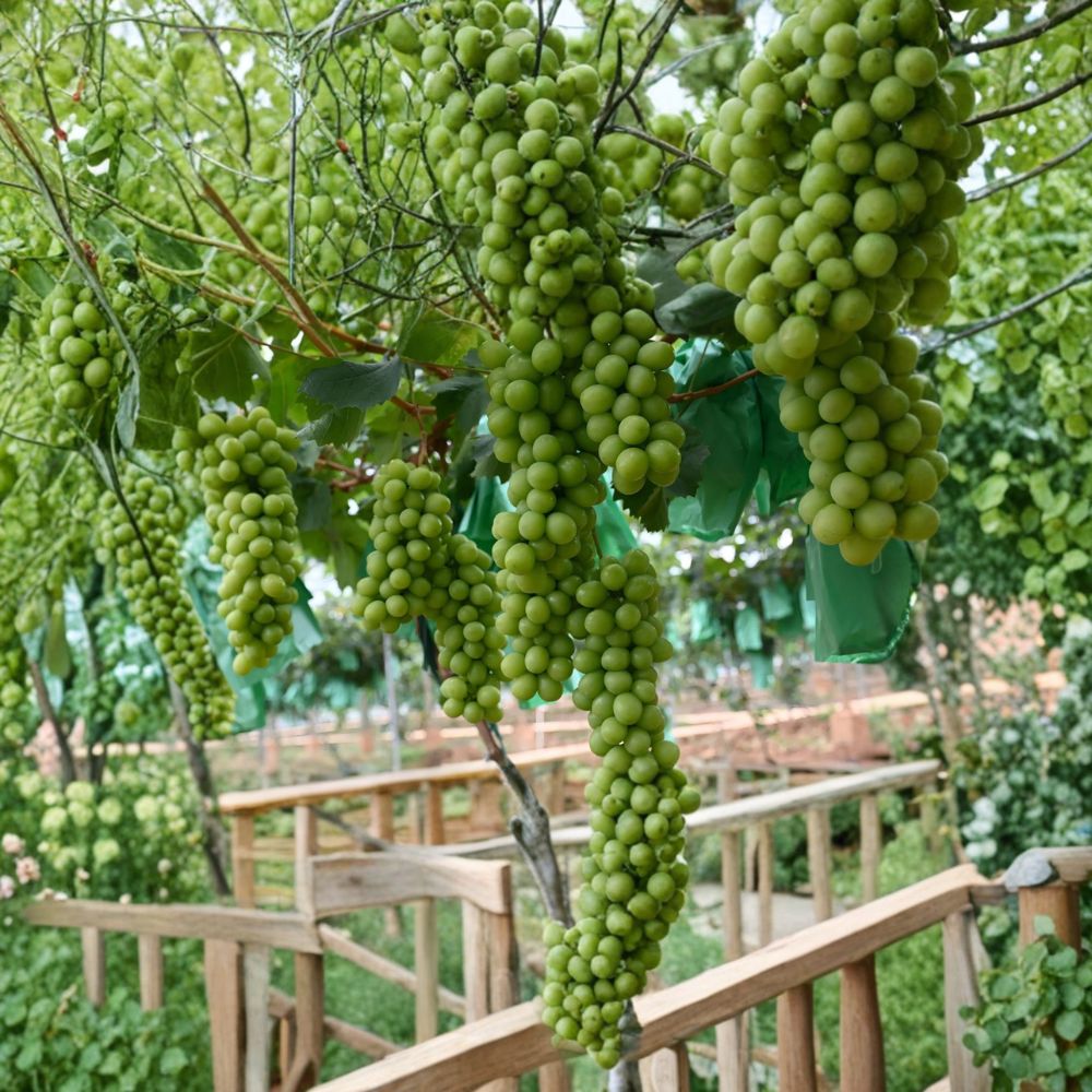 Shine Muscat Grape Plant – Seedless Japanese Grape Vine Grafted on 3309C Rootstock for Home Garden & Vineyard