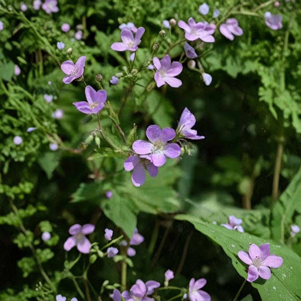 Wild Geranium Bare Roots 5 Pack | Geranium maculatum | Native Shade Perennial Woodland Wildflower | Easy Care Garden Plant