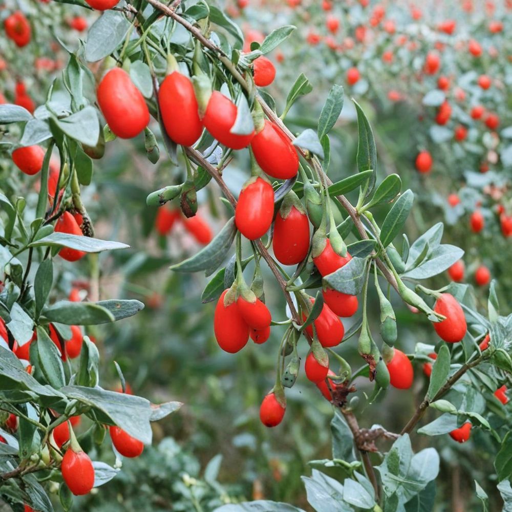 Goji Berry Plant – Lycium chinense Live Shrub in Nursery Pot | Edible Superfruit, Ningxia Wolfberry, Nutritious Shrub for Garden
