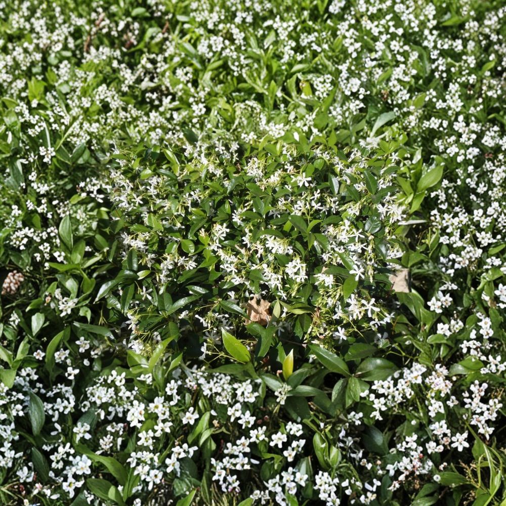 Star Jasmine Live Plant – Trachelospermum jasminoides, Fragrant White Flowering Vine, Evergreen Climber, #3 Container