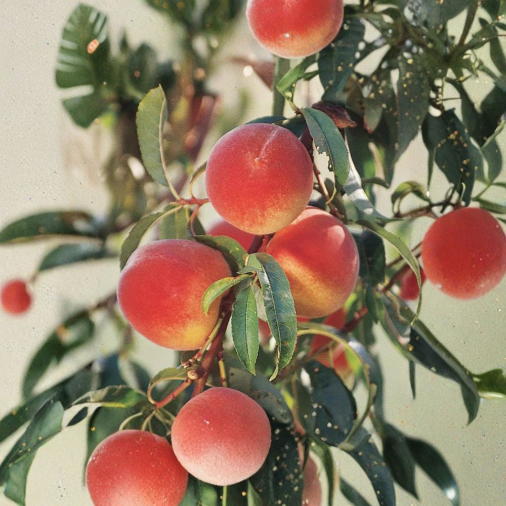 Elberta Peach Tree – Grafted Live Fruit Tree – Self-Pollinating Freestone Peach – Zones 5-8