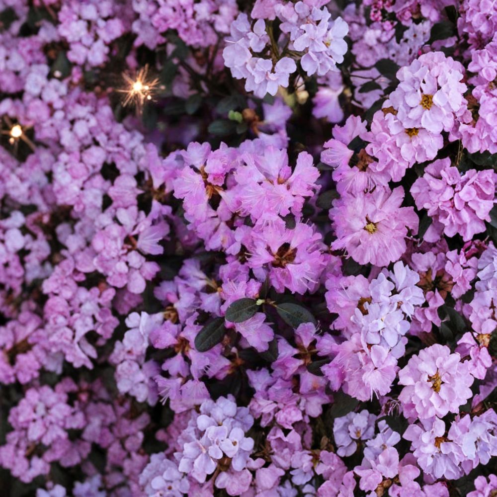 Rhododendron ‘PJM Regal’ Live Evergreen Shrub | Light Purple Blooms | Cold Hardy Landscape Plant | #3 Container Grown