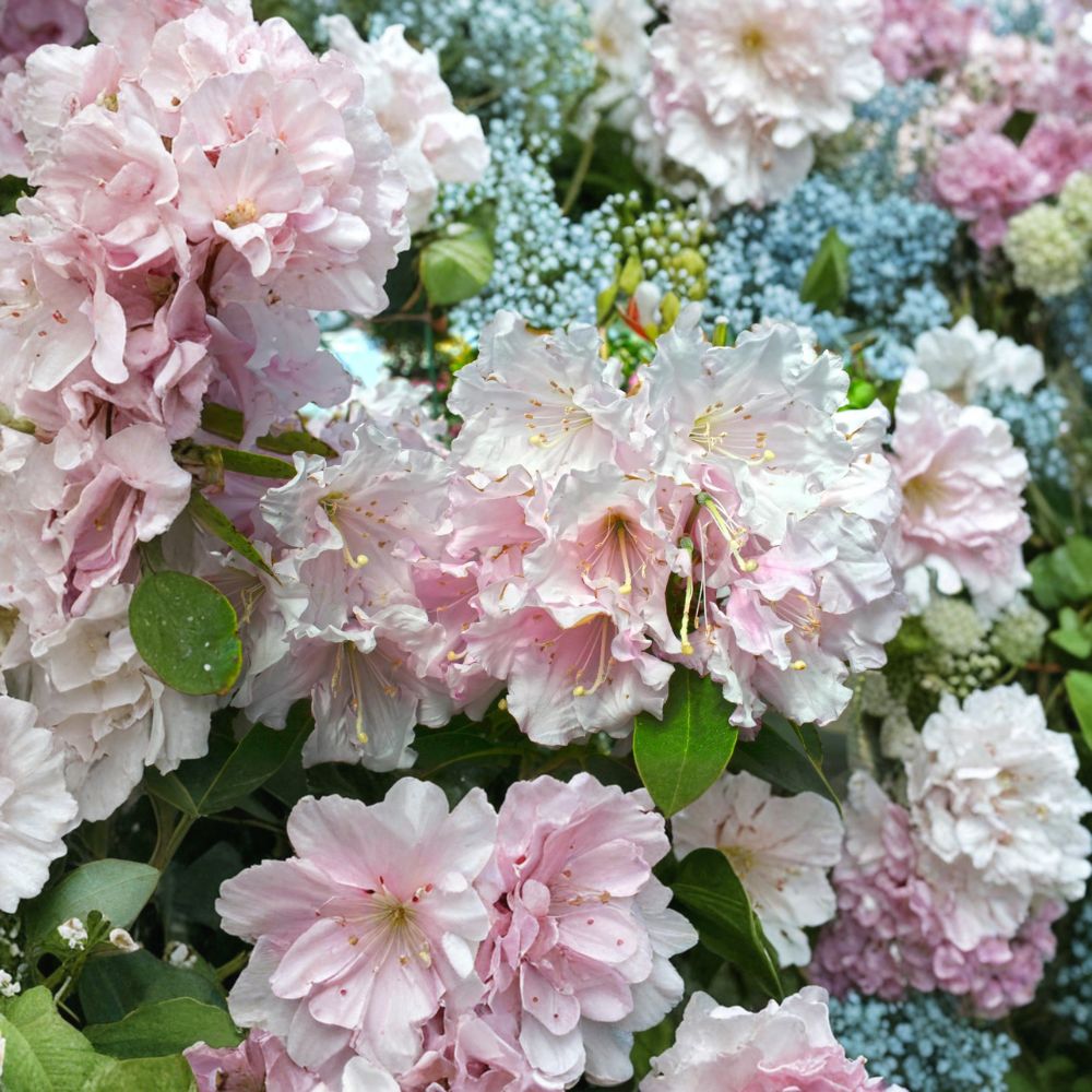 Rhododendron ‘Cadis’ Live Shrub | Light Pink Fragrant Blooms | Cold Hardy Evergreen Plant in #3 Container