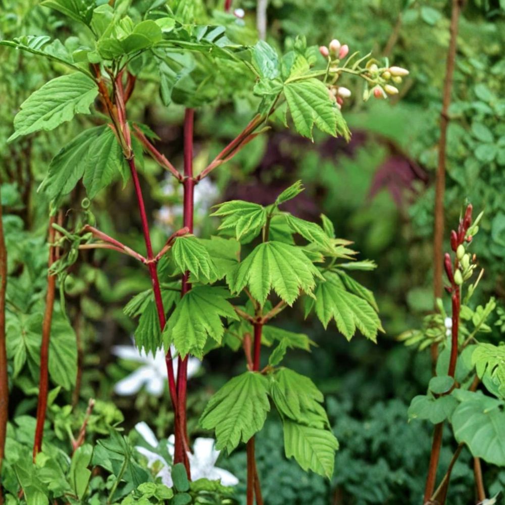 Acer circinatum ‘Pacific Fire’ Live Vine Maple Tree – Colorful Deciduous Ornamental, Container Grown, Hardy to -5°F