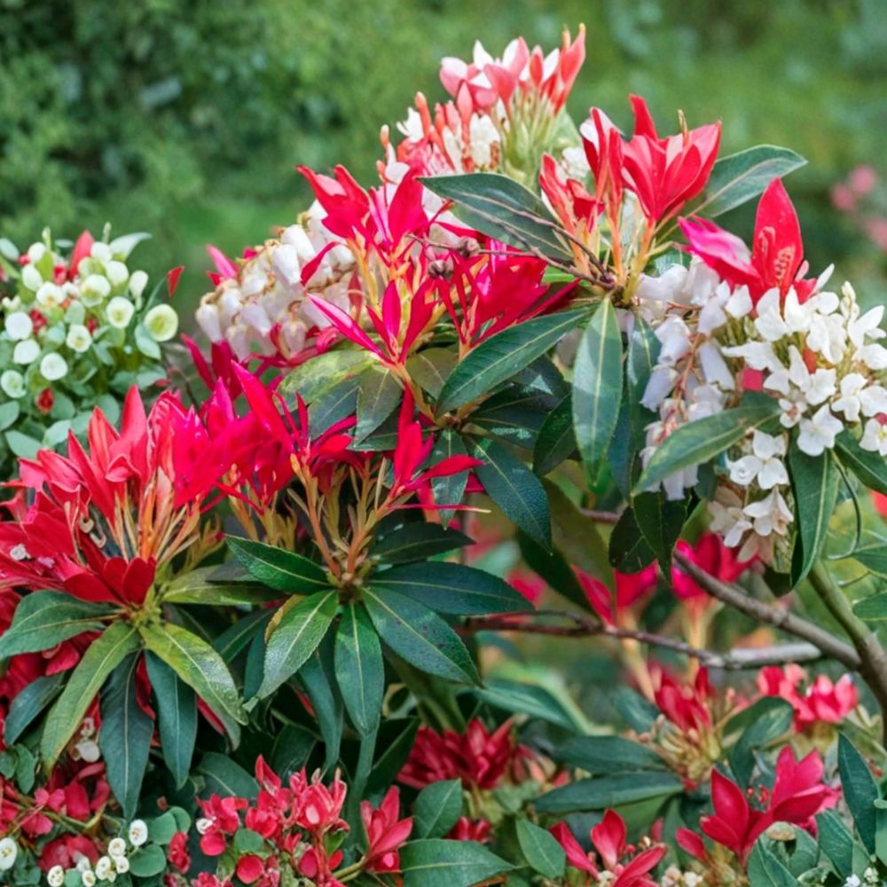 Pieris japonica ‘Mountain Fire’ Live Evergreen Shrub | Red New Growth & White Blooms | Hardy Shade Plant | Container Grown