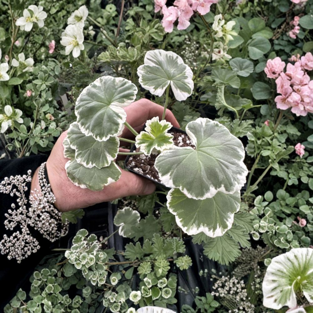 Wilhelm Langguth Geranium Live Plant – Variegated White Foliage, Double Red Blooms, Patio & Container Friendly Pelargonium
