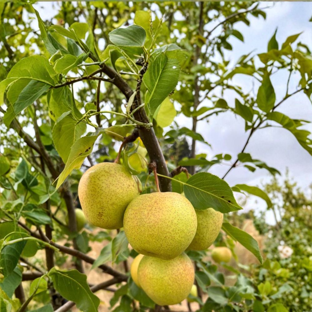 Emerald Crisp Asian Pear Tree – Pyrus pyrifolia Live Bare Root Tree | Early Sweet Crispy Pear Variety | Juicy Fruit Tree