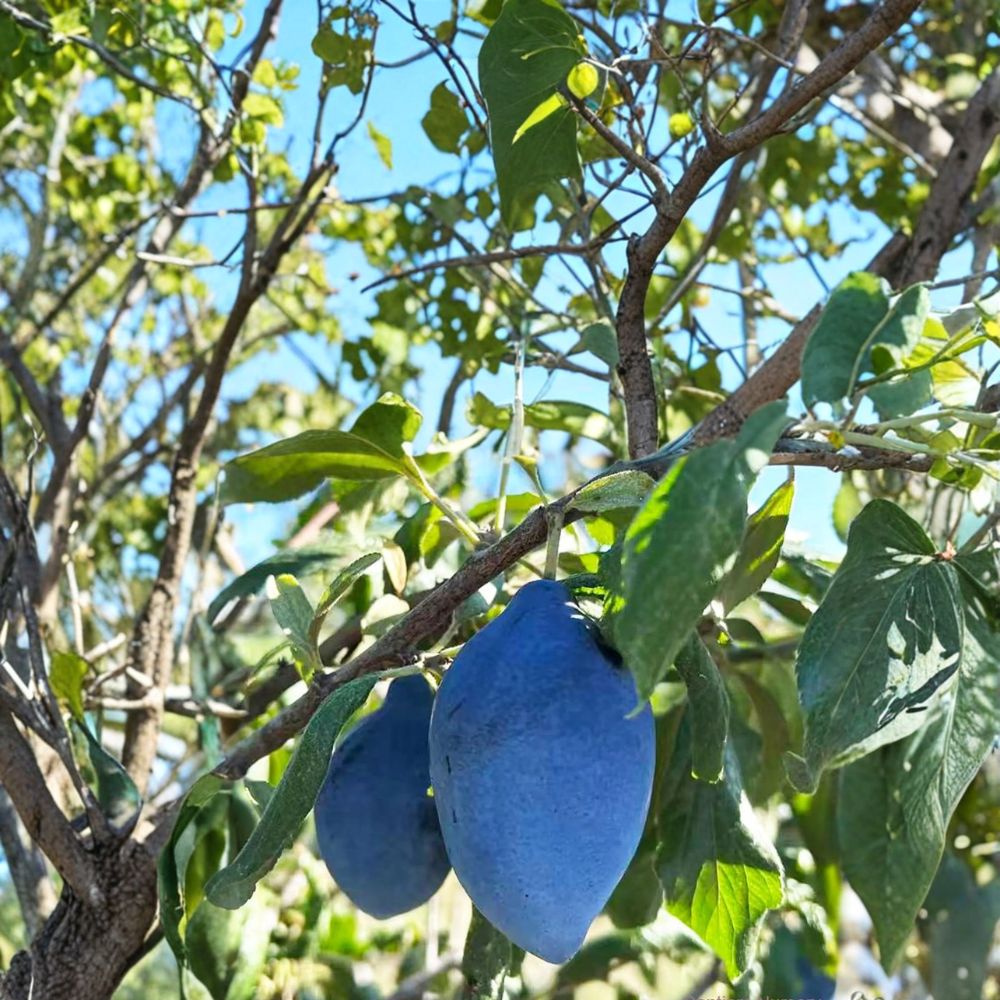 Long John European Plum Tree – Prunus domestica Live Fruit Tree with Nursery Pot, Sweet Freestone Purple Fruit, Backyard Orchard Favorite