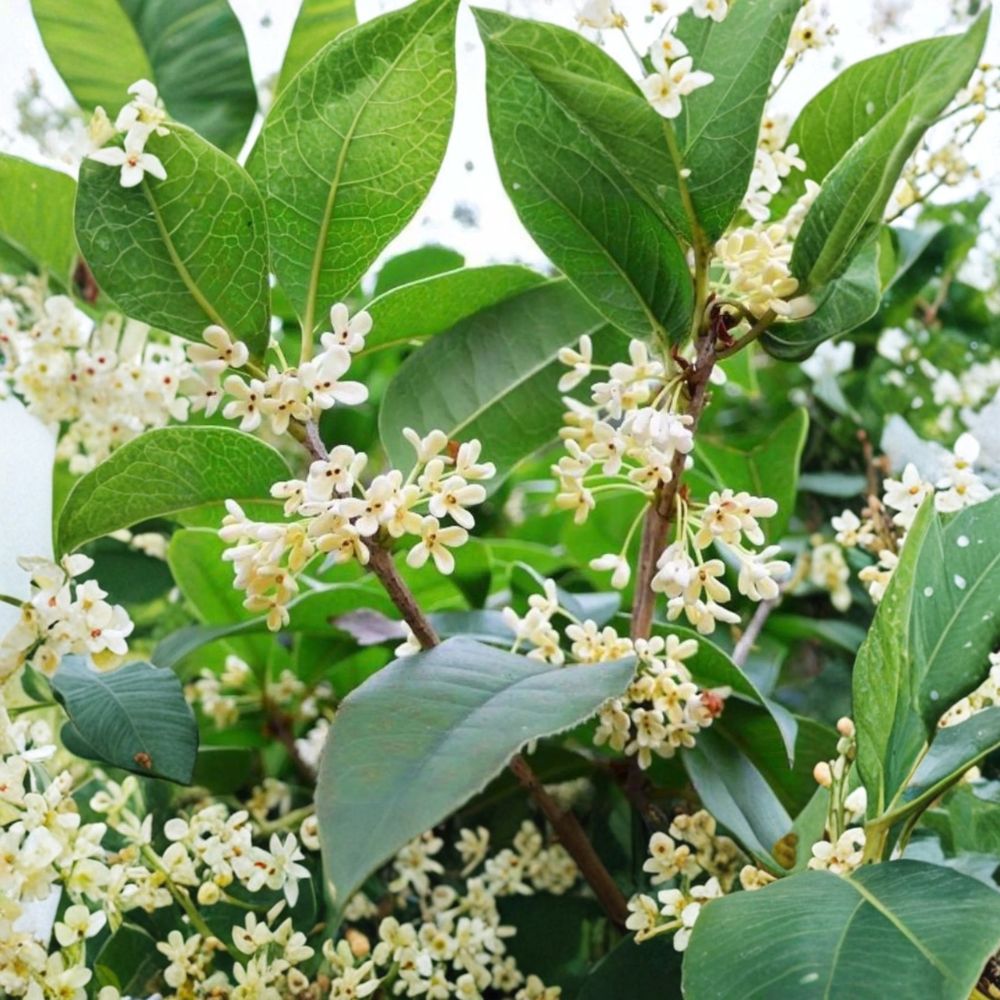 Sweet Osmanthus ‘Semperflorens’ – Fragrant Tea Olive Tree, Evergreen, Year-Round Blooming, One Gallon Plant, Osmanthus fragrans
