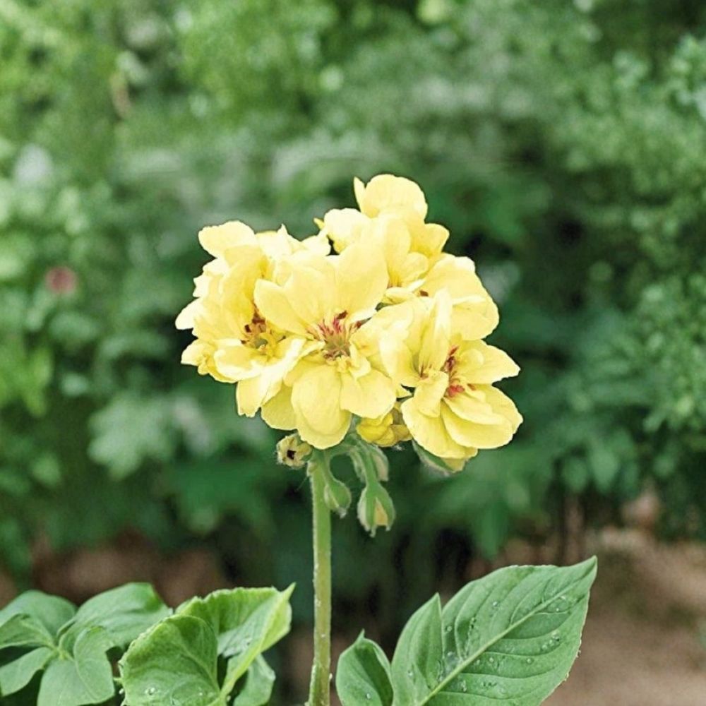 Yellow Geranium Seeds – 10 Pack | Pelargonium Flower Seeds for Bright Garden Blooms | Easy to Grow Outdoor Plants