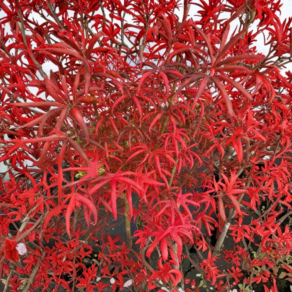 Acer palmatum ‘Peve Starfish’ Live Japanese Maple Tree – Dwarf Red Ornamental Maple in #3 Container, 20–30 Inches Tall