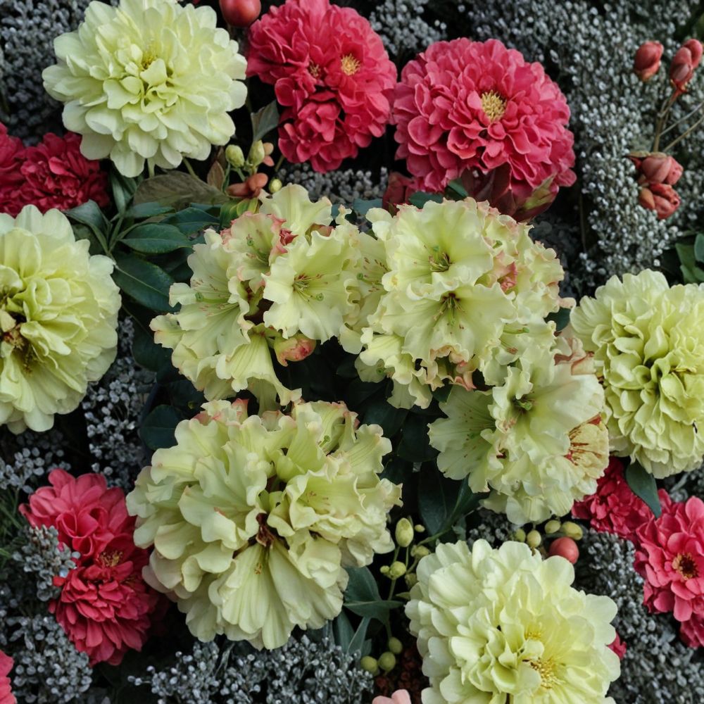 Windsong Rhododendron Live Evergreen Shrub – #3 Container, Yellow Wavy Blooms with Red Accents, Hardy to 0°F, Award-Winning Landscape Plant