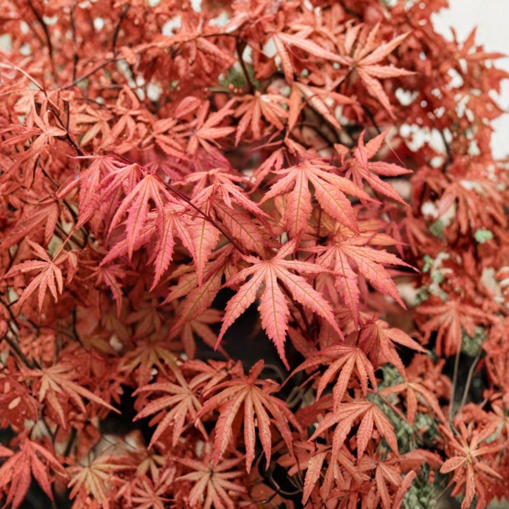 Acer palmatum ‘Nebula’ Live Japanese Maple Tree – Rare Pink & Lime Green Reticulated Foliage, Small Garden or Container Plant