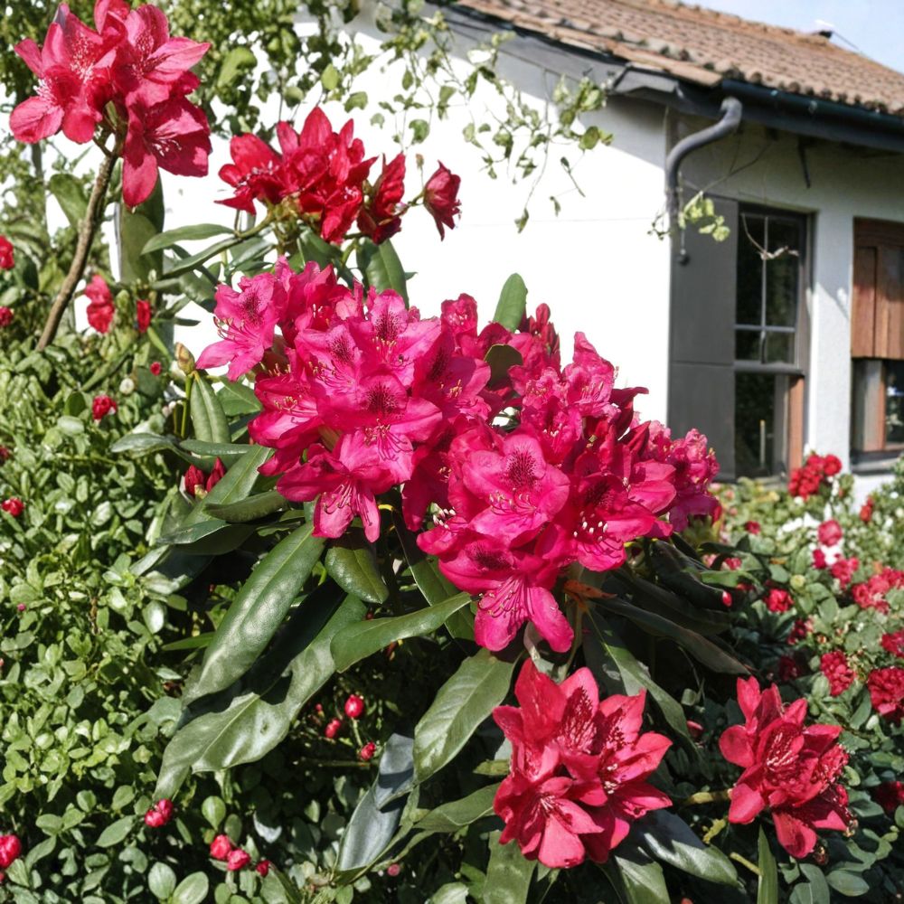 Nova Zembla Rhododendron – Live Evergreen Shrub with Red Blooms, Field-Grown, Hardy to -25°F, Cold Climate Landscape Plant