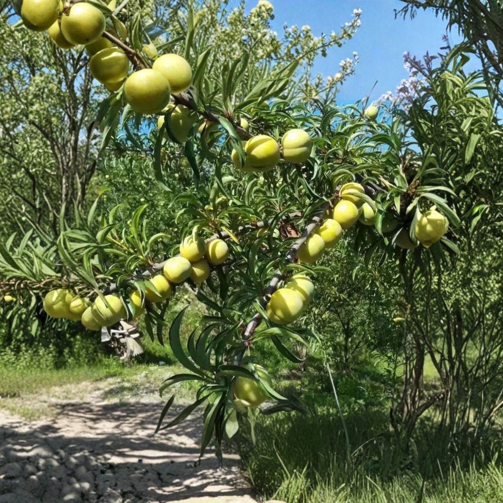 Feng-Tang Plum Tree – 2 Year Grafted Bare Root Japanese Fruit Tree – Self-Fertile, Rock Candy Flavor, Backyard Orchard Suitable