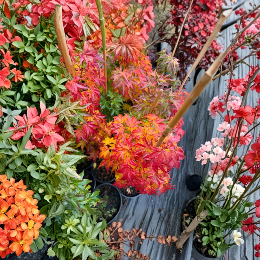 Acer palmatum ‘Orange Dream’ Live Japanese Maple Tree | Golden Yellow Foliage | Red Edged Ornamental Maple | Container Grown