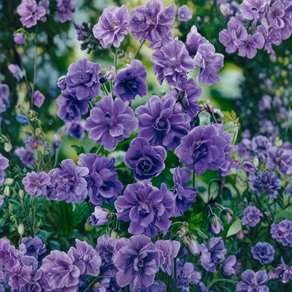 Double Purple Geranium Seeds – 10 Pack | Pelargonium Flower Seeds for Garden & Containers | Rich Violet Blooms