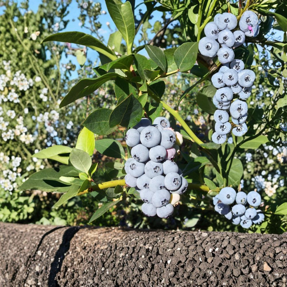 Polaris Blueberry Plant – Live Rooted Bush for Cold Hardy Gardens | Sweet Berry Shrub | Zones 3–7