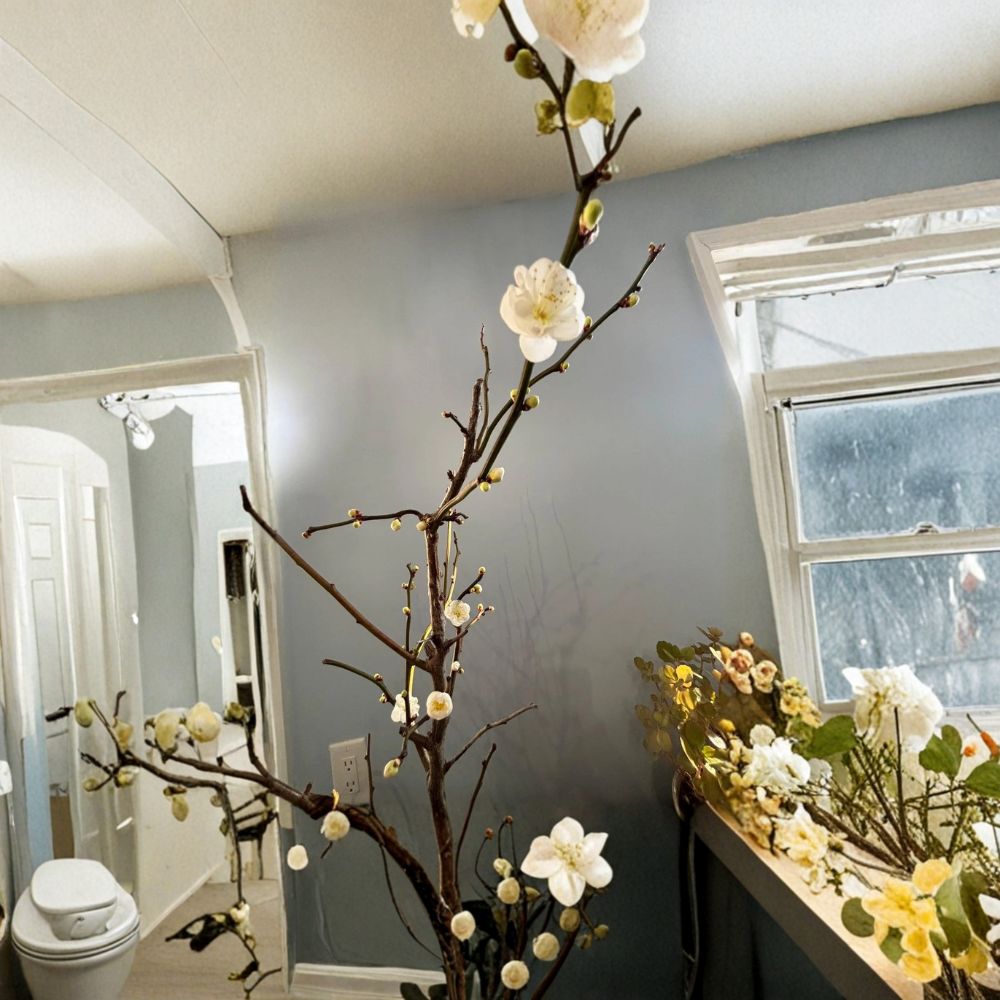 Ryūyū-bai Japanese Apricot Live Pre-Bonsai Sapling Bare Root with Heart Soil Winter Blooming White Flowers Bonsai Tree