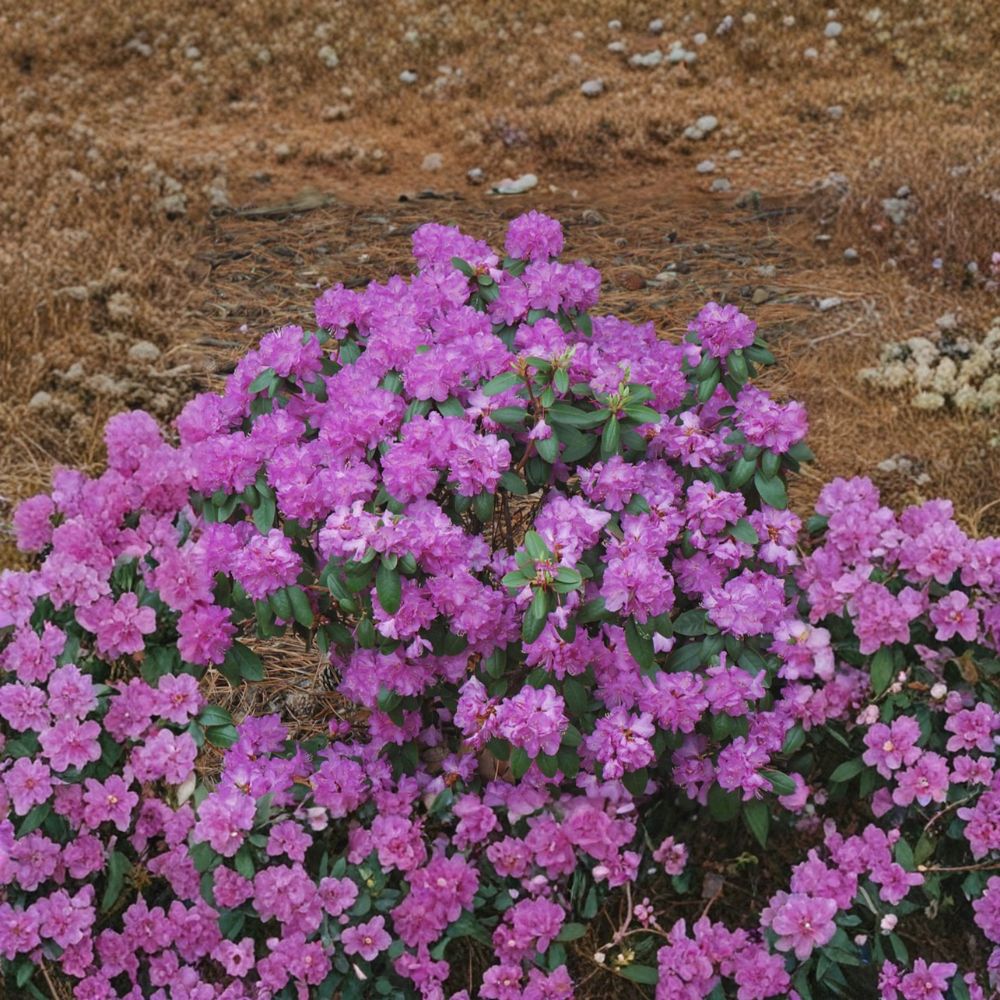 PJM Compact Rhododendron – Dwarf Evergreen Shrub with Lavender Pink Spring Blooms – #3 Container Plant