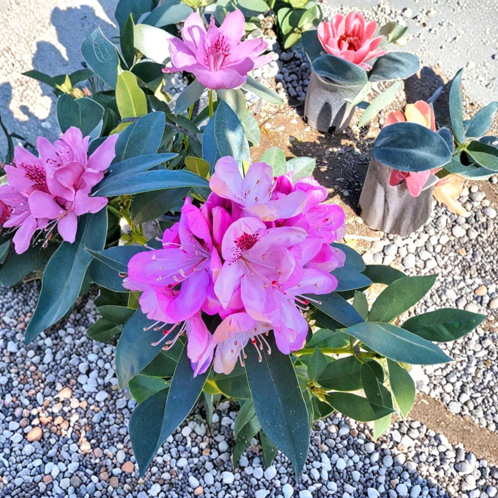 Rhododendron ‘Springtime’ Live Evergreen Shrub, Pink Blooms with Dark Blotch, Cold Hardy Flowering Plant, 12–15 Inches Tall