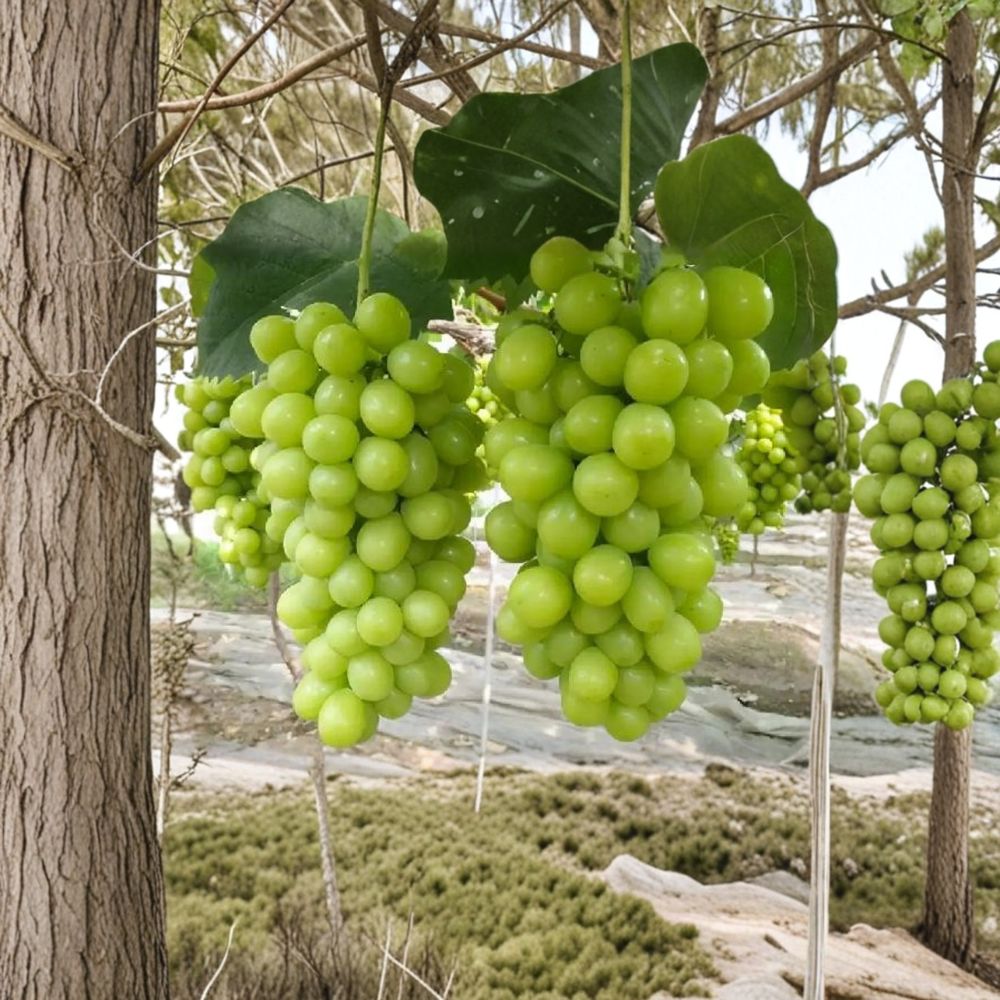 Shine Muscat Grape Vine – Live Grafted Bare Root Plant | Japanese Premium Table Grape | Sweet Muscat Flavor | 16–20 Inch