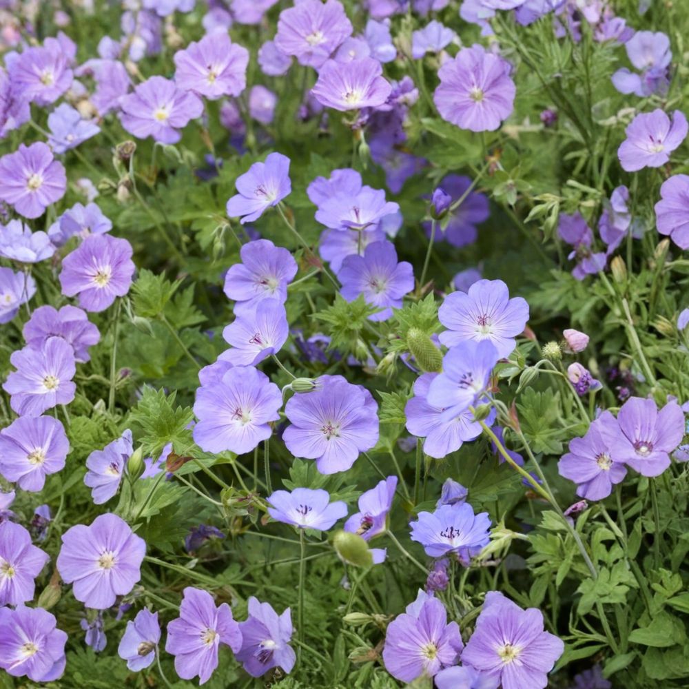 Geranium Rozanne – 2 Live Potted Plants | Hardy Cranesbill Perennial with Vibrant Purple Flowers | Ground Cover, Border, Container Plant