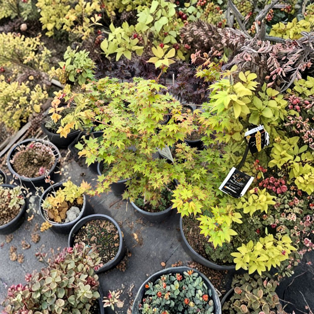 Acer palmatum ‘Dragon King’ Dwarf Weeping Japanese Maple Tree – Red Foliage, Collector’s Plant, 20-30 Inches Tall, #5 Container