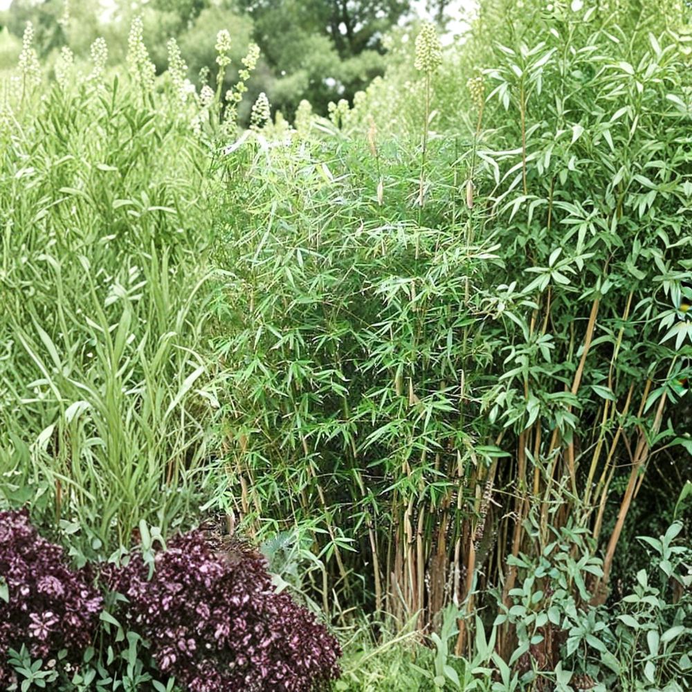 Fargesia Scabrida Bamboo – Live Clumping Evergreen Plant in 1-Gallon Pot | Cold Hardy Non-Invasive Landscape Bamboo