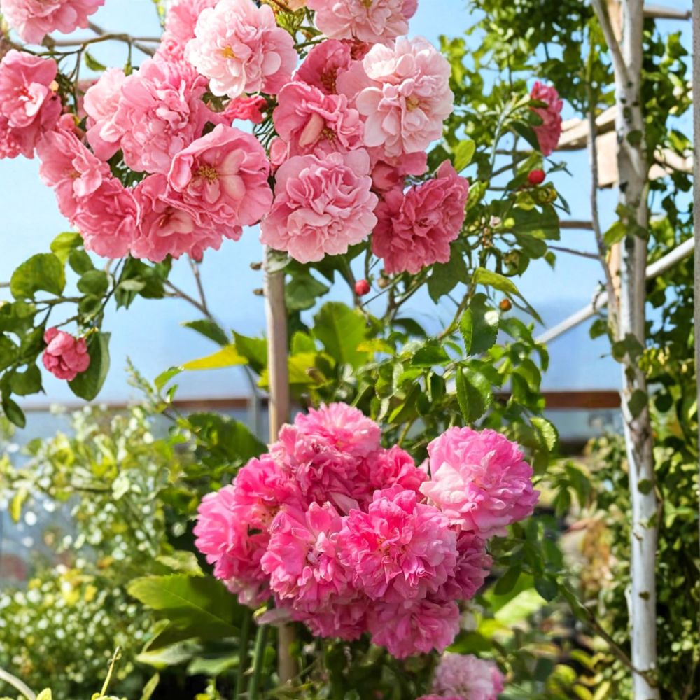 Seven Sisters Rose Climbing Plant in Nursery Pot | Rosa multiflora Heirloom Rambler with Fragrant Pink Blooms | Cottage Garden Favorite