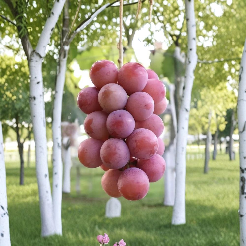 Queen Nina Grape Vine – Live Grafted Bare Root Plant | Japanese Sweet Table Grape | Thin Skin Fruit Variety | 16–18 Inch
