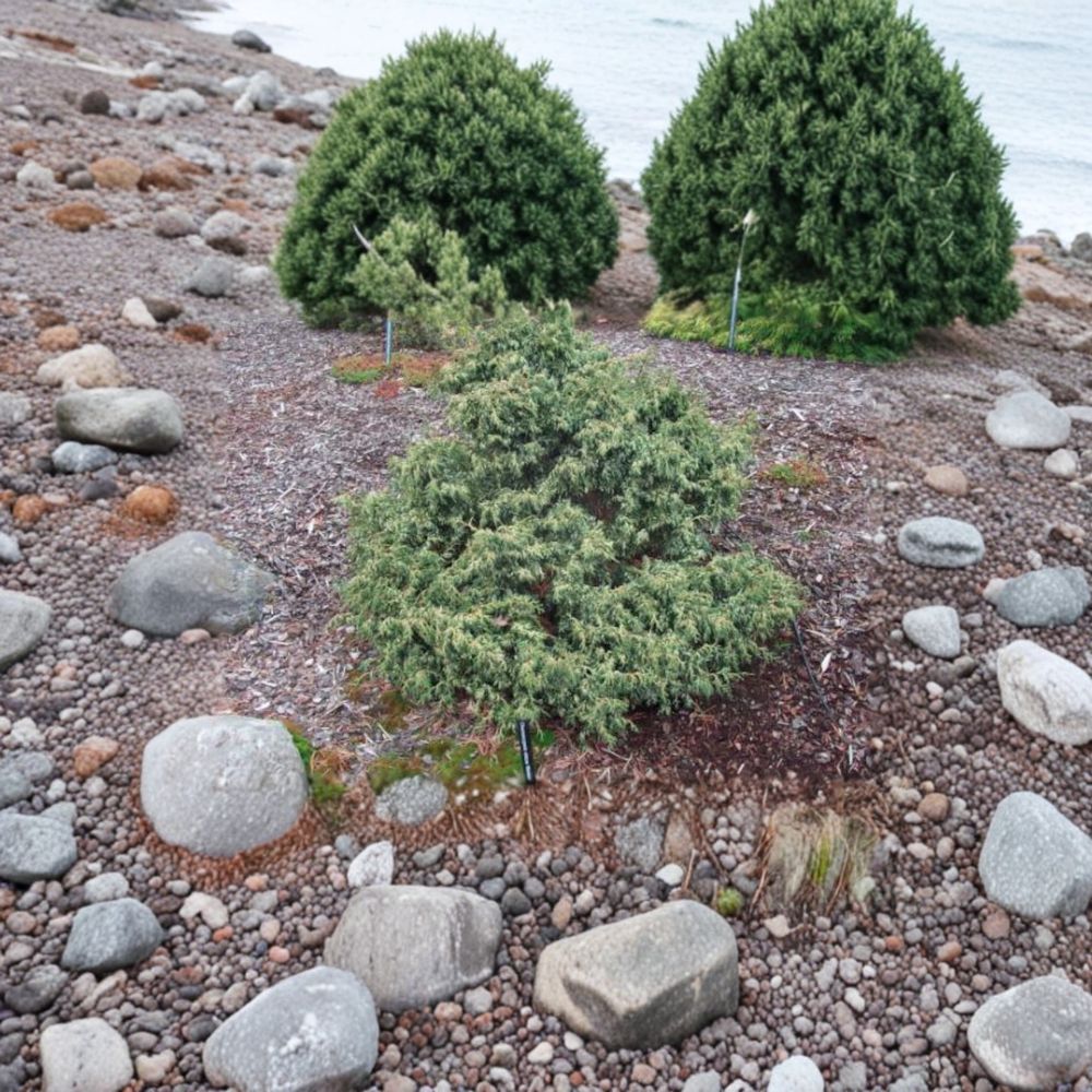 Chamaecyparis obtusa ‘Mariesii’ Dwarf Hinoki Cypress Live Plant, Variegated Evergreen for Fairy Gardens & Containers