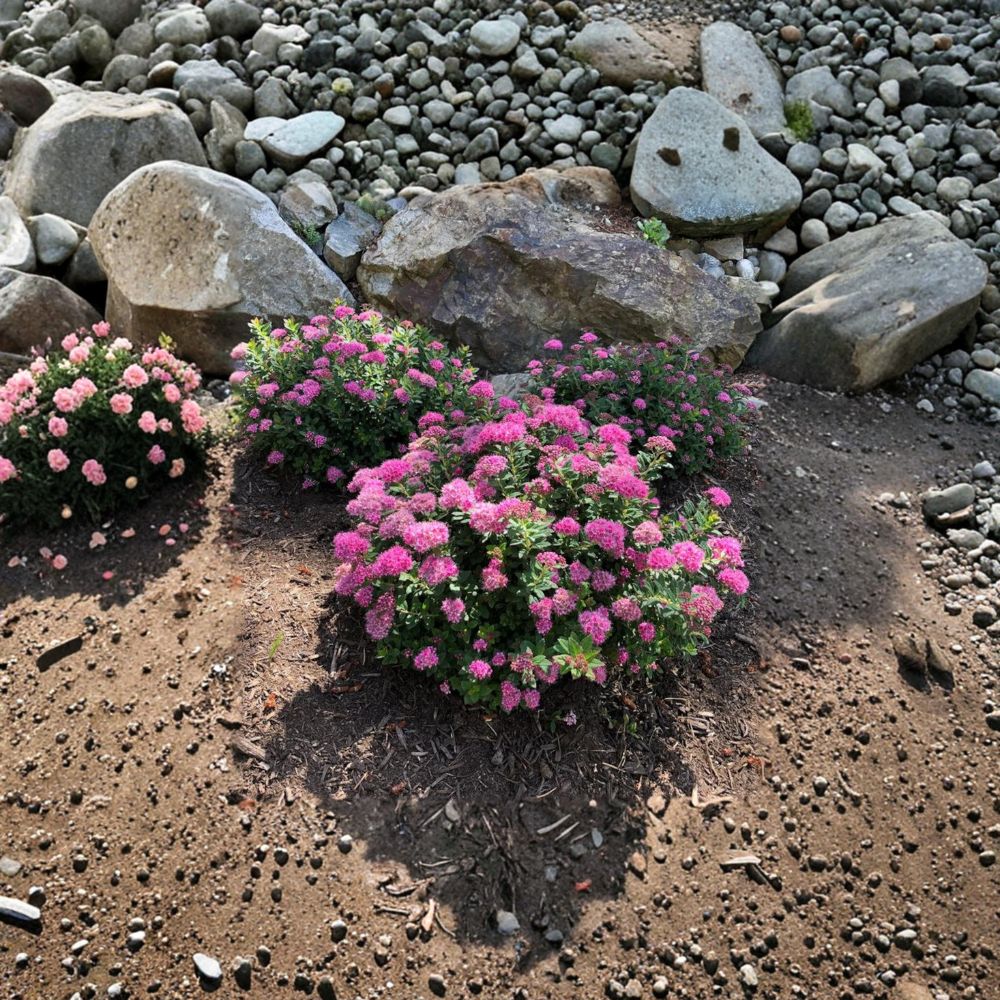Spiraea Poprocks® Petite ‘Odessa’ Live Shrub – Reblooming Pink Spirea, Compact Hardy Landscape Plant, #3 Container Grown