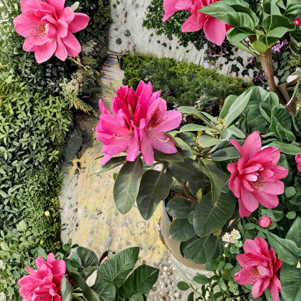 Rhododendron ‘Todmorden’ – Evergreen Shrub with Large Pink Spring Blooms – Cold Hardy Container Plant #3